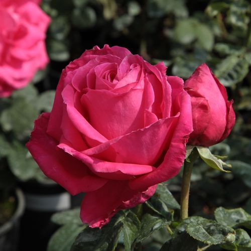 Rosa  Maria Callas® - růžová - Stromkové růže s květmi čajohybridů - stromková růže s rovnými stonky v koruně